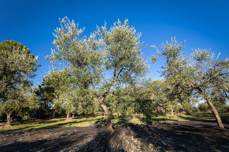 Oliven Bella di Cerignola von Oilalá
