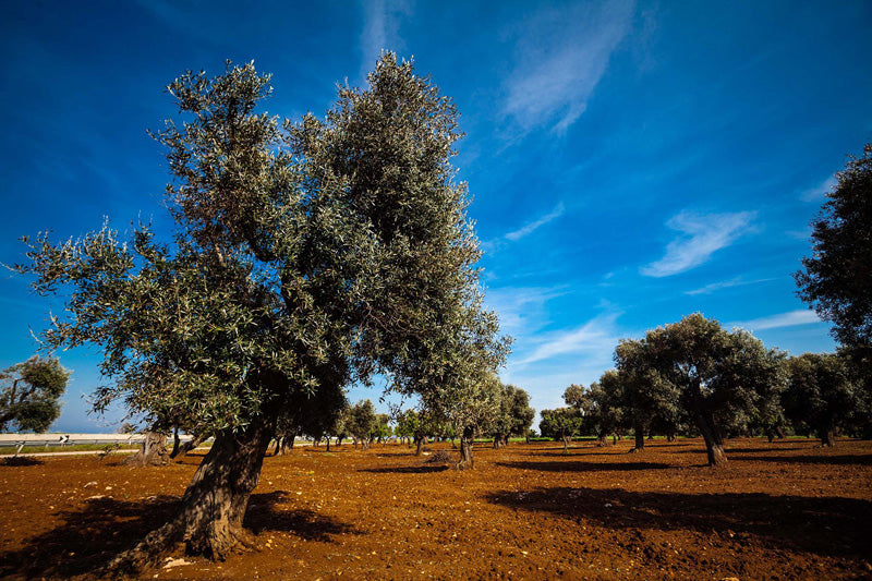 Coratina Bio Natives Olivenöl Extra von Oilalà