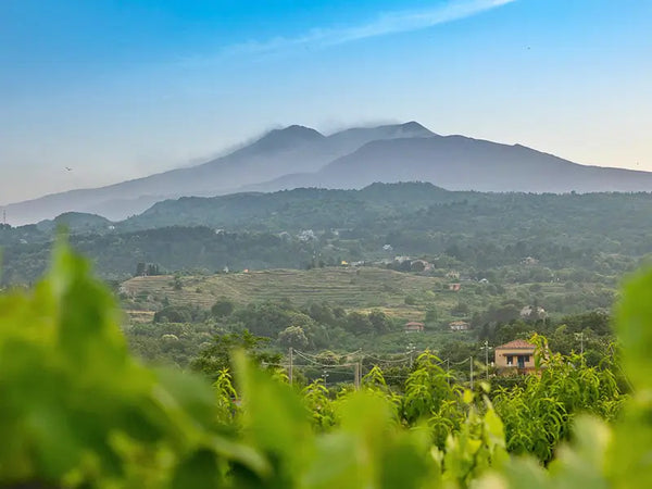 Landschaft mit Vulkan auf Sizilien zeigt Herstellungsort des Olivenöls von La Rocca