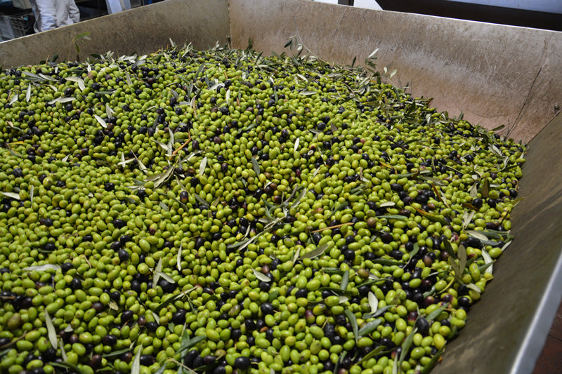 Gran Pregio Peranzana Olio Extra Vergine di Olivia von Caputo Maria