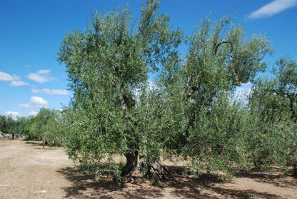 Gran Pregio Coratina Olio Extra Vergine di Oliva von Caputo Maria