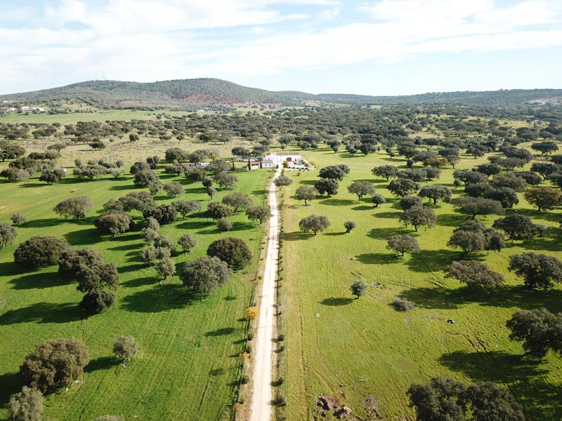 Da Baronia Alentejo Portugal Olivenöl von Berger