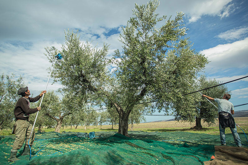 Molise D.O.P. Olio Extravergine di Oliva Italiano von Marina Colonna